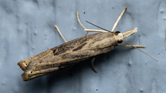 Parapediasia teterrellus