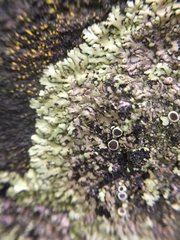 Phaeophyscia