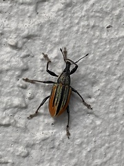 Diaprepes abbreviatus
