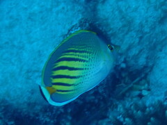 Chaetodon pelewensis