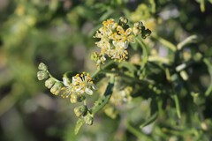 Nitraria billardierei