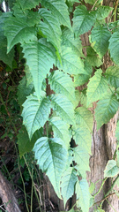 Campsis grandiflora