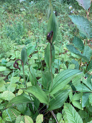 Cypripedium reginae