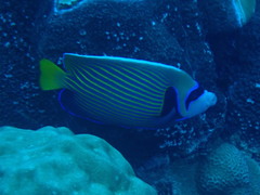 Pomacanthus imperator