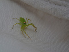 Lyssomanes viridis