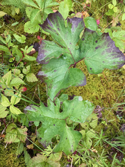 Petasites frigidus