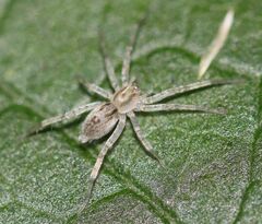 Anyphaena