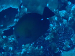 Zebrasoma scopas
