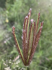 Chloris virgata