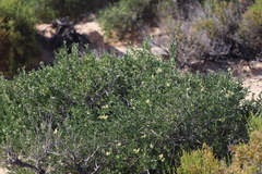 Nitraria billardierei