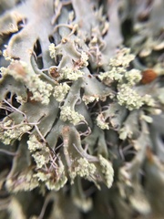 Heterodermia leucomelos