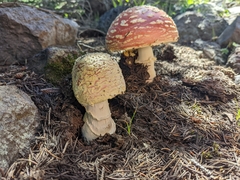 Amanita muscaria flavivolvata