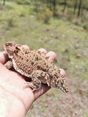 Phrynosoma
