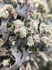 Heterodermia leucomelos