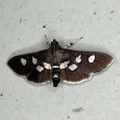 Desmia