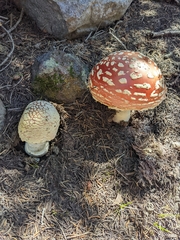 Amanita muscaria flavivolvata