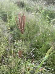 Chloris virgata