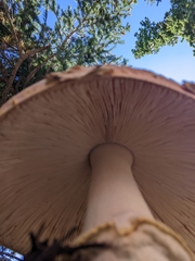 Amanita muscaria flavivolvata