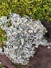 Heterodermia leucomelos