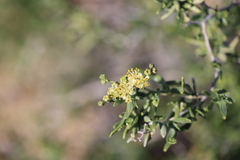 Nitraria billardierei