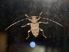 Astyleiopus variegatus