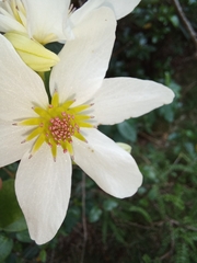 Clematis paniculata