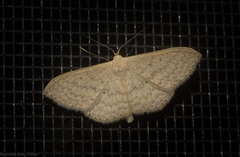 Scopula hypochra