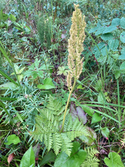 Botrypus virginianus