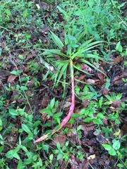 Tillandsia prodigiosa