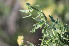 Nitraria billardierei