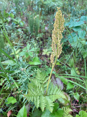 Botrypus virginianus