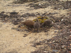 Gallirallus australis scotti