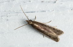 Homoeosoma electella