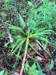 Tillandsia prodigiosa