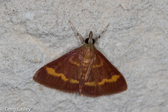 Pyrausta pseuderosnealis