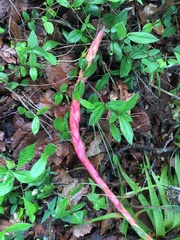 Tillandsia prodigiosa
