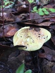 Tricholoma equestre