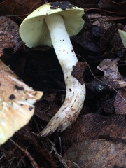 Tricholoma equestre