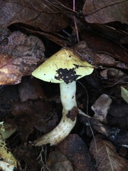 Tricholoma equestre