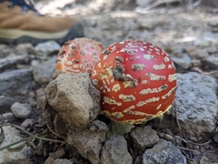 Amanita muscaria flavivolvata
