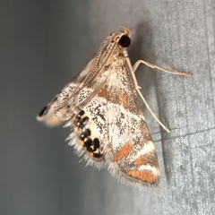 Petrophila jaliscalis