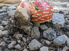 Amanita muscaria flavivolvata