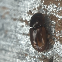 Blackburneus stercorosus