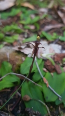 Chiloglottis formicifera