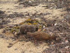 Gallirallus australis scotti