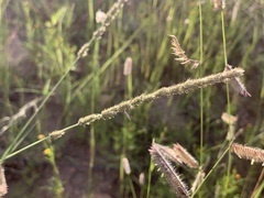 Muhlenbergia wrightii