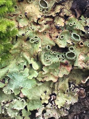 Flavopunctelia praesignis