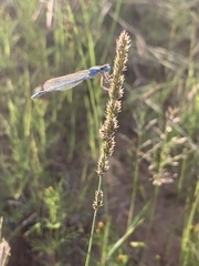 Muhlenbergia wrightii