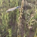 Muhlenbergia wrightii - Photo (c) Eric Hough,  זכויות יוצרים חלקיות (CC BY-NC), הועלה על ידי Eric Hough