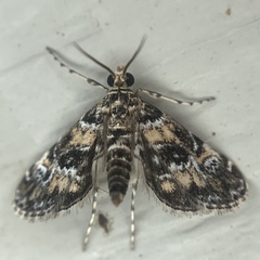 Elophila obliteralis